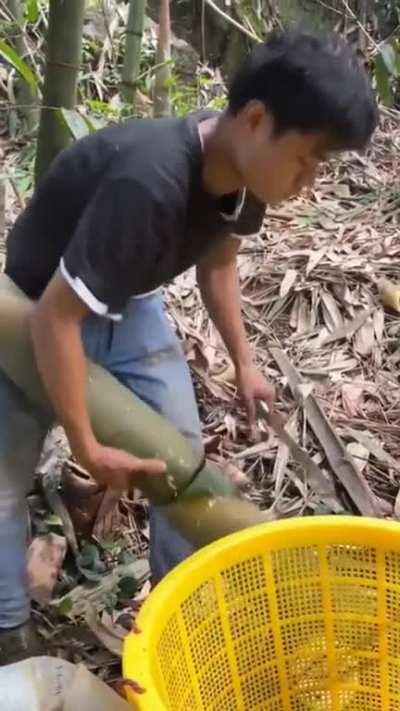 Cutting bamboo with a sharp knife