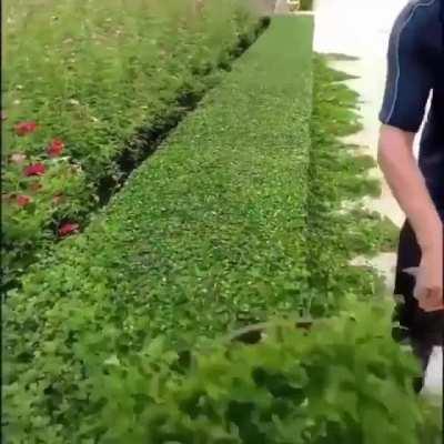 Trimming the hedge