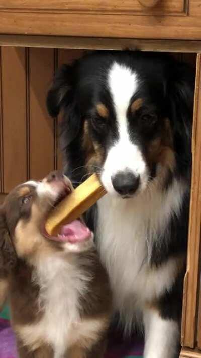 Our 3 year old Aussie is not amused with the new puppy