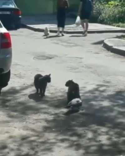 Crow inciting angered cat