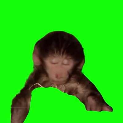 [GREEN SCREEN] Baby Monkey Closing His Eyes Meme Template - Baby Monkey Accepting His Fate meme