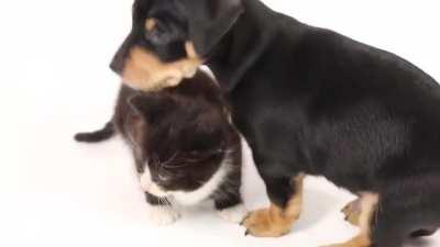 Kittens meet puppies for the first time!