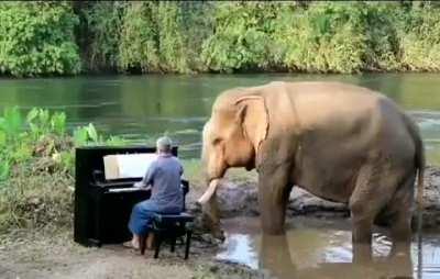 The first opportunity for an elephant to hear a human playing the piano... plus the sound of the river... astonishing.