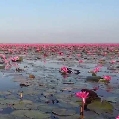 Sea of Pink Lotus, Thailand