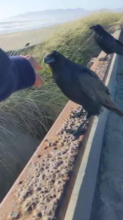 Sweet baby raven friend