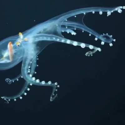 Scientists have spotted a rare glass octopus in the archipelago of the Phoenix Islands in the deepest parts of the Pacific Ocean