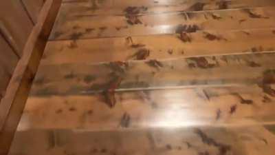 Anti-ninja floors (Nightingale floor) used in Japan to alert of any trespassers.