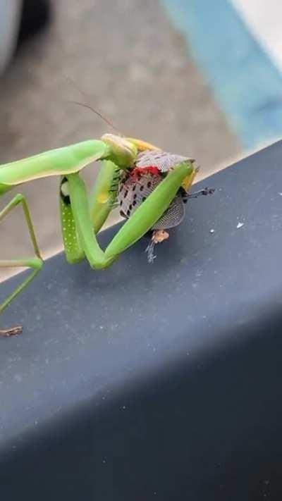 Praying Mantis eats lantern fly