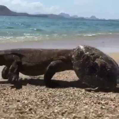 🔥 komdo dragon walks out of water with a turtle shell on it's head