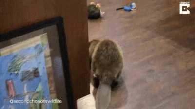 Orphaned beaver expressing his dam building instincts.