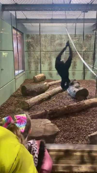 The speed of this Gibbon spinning