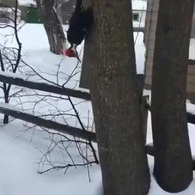 This woodpecker froze in place on a tree after being exposed to the extremely cold temperatures of a polar vortex