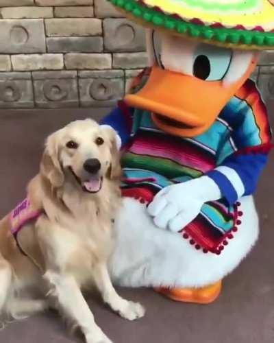 An autism service dog meets his idol