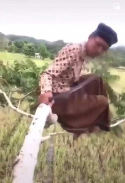 How to cut a tree branch