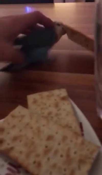 EVil biRd rOBS persON’s hoMe, leaVIng tHeM staRvinG To DEatH