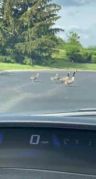 Geese crossing ❌