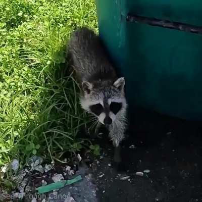 This racoon wants to cuddle