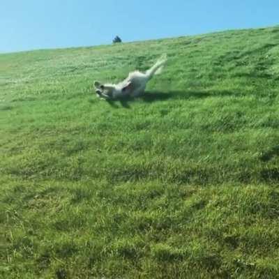 This is Leny. He likes rolling down hills. Be like Leny.