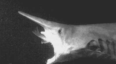 A recording of a goblin shark in the Mariana trench eating it's prey