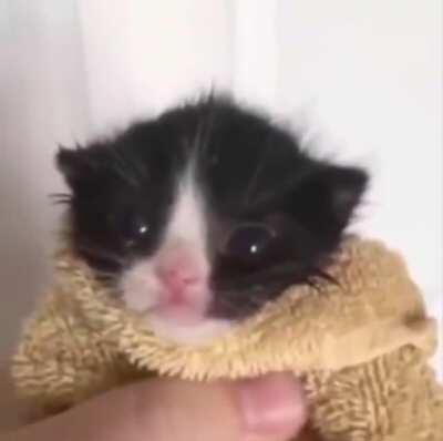 Tough Kitten Burrito