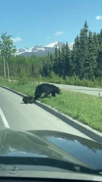 Momma bear getting impatient with her cub while crossing the road