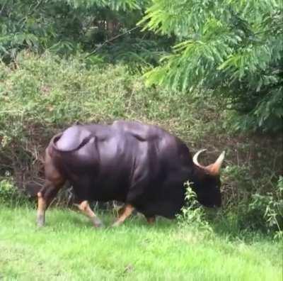 🔥 This is a Gaur, also known as an Indian bison