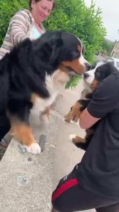 Dog excited to meet puppy