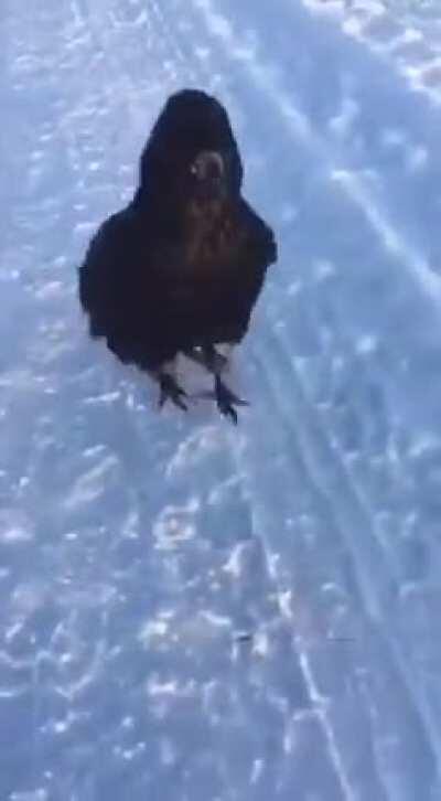 Pet Crow plays a little game with the snow