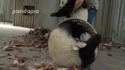 This Zookeeper is trying to rake leaves but 2 Panda cubs have other ideas