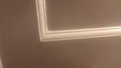 Bathroom door sounds like a dolphin