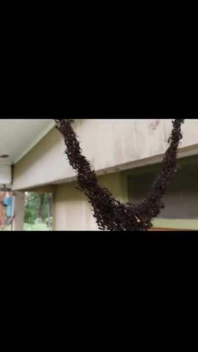 Ants invading wasp nest