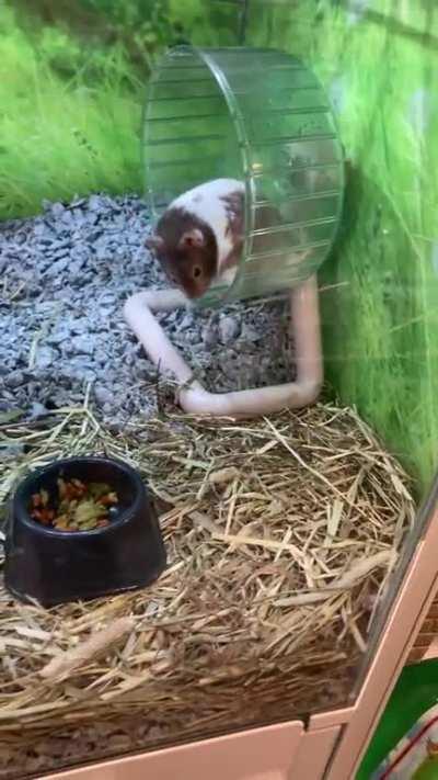 Hamster in poor conditions at a petstore in Chicagoland area: help needed