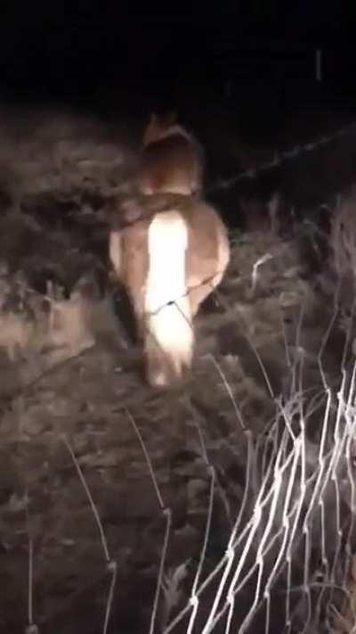 Neighbor's Corgi was sneaking onto her property at night and riding her pony.