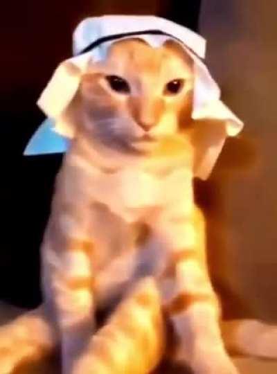 Arab cat