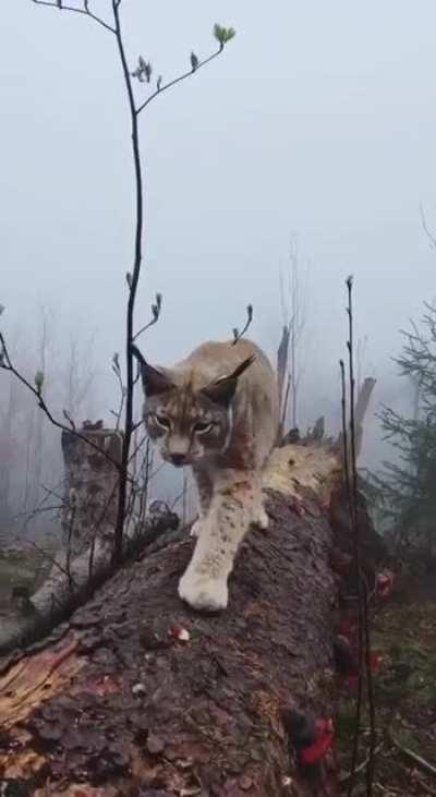 🐈 Wild lynx in the northern Harz mountains, Germany 🇩🇪