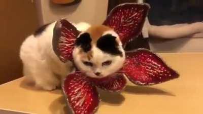 Demogorgan Cat