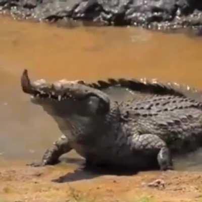 Croc Eating An Eel