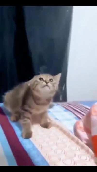 cat yells when patted