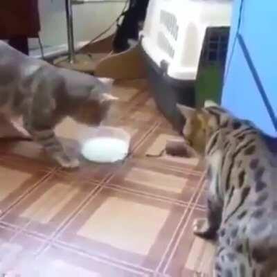 Cats sharing