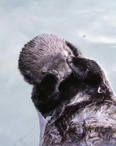 Sea otters will often cover their eyes with their paws to help them sleep during the day.