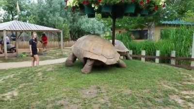 🔥 Two giant tortoises