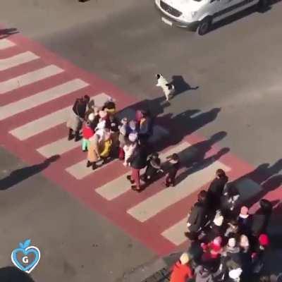 In Georgia, there's a stray dog who has made it his job to protect this kindergarten class so they can cross the street safely. He shows up every single day, even barking at cars that don't stop.