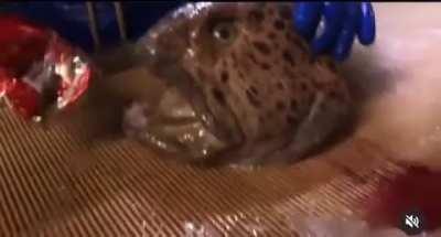 Decapitated wolffish biting through metal