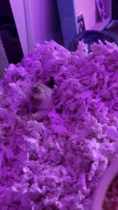 My gerbil after getting a good nights rest