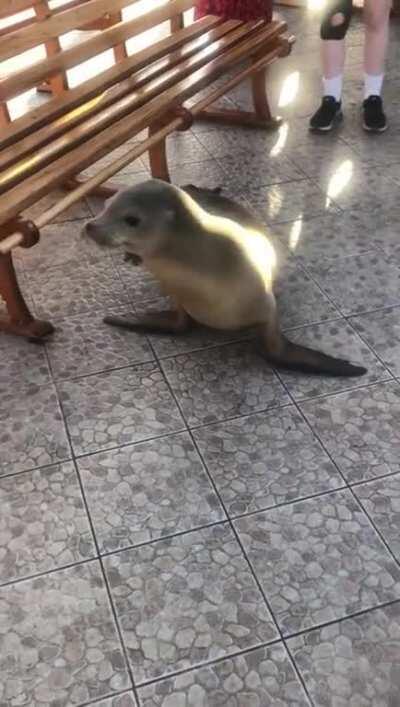 Sea lion changing benches to get out of the sun