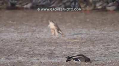 Falcon Punch.