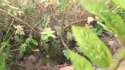 This guy found a bee hive inside his sofa and gently took it outside