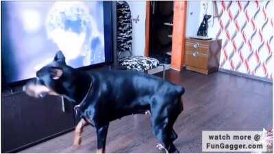 Doberman copying Micheal jackson's dance moves