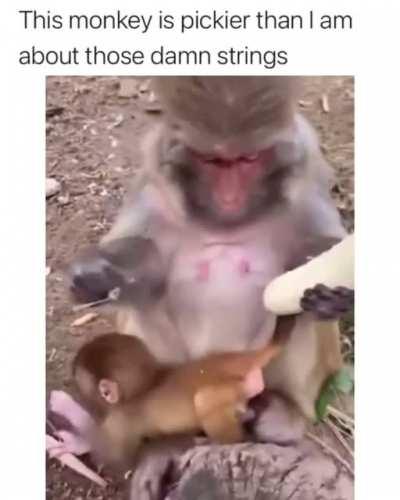 Good monkey!! I hate them too