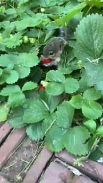 Just a smol squirrel eatin’ a strawberry